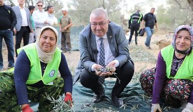 Edremit Belediyesi’nde zeytin hasadı başladı